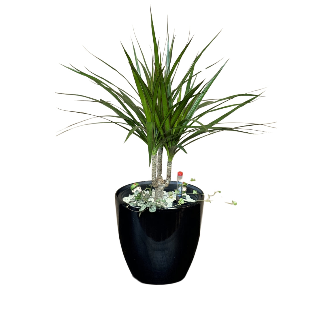 Dracaena, Marginata Branched-GL 1022S - Segol