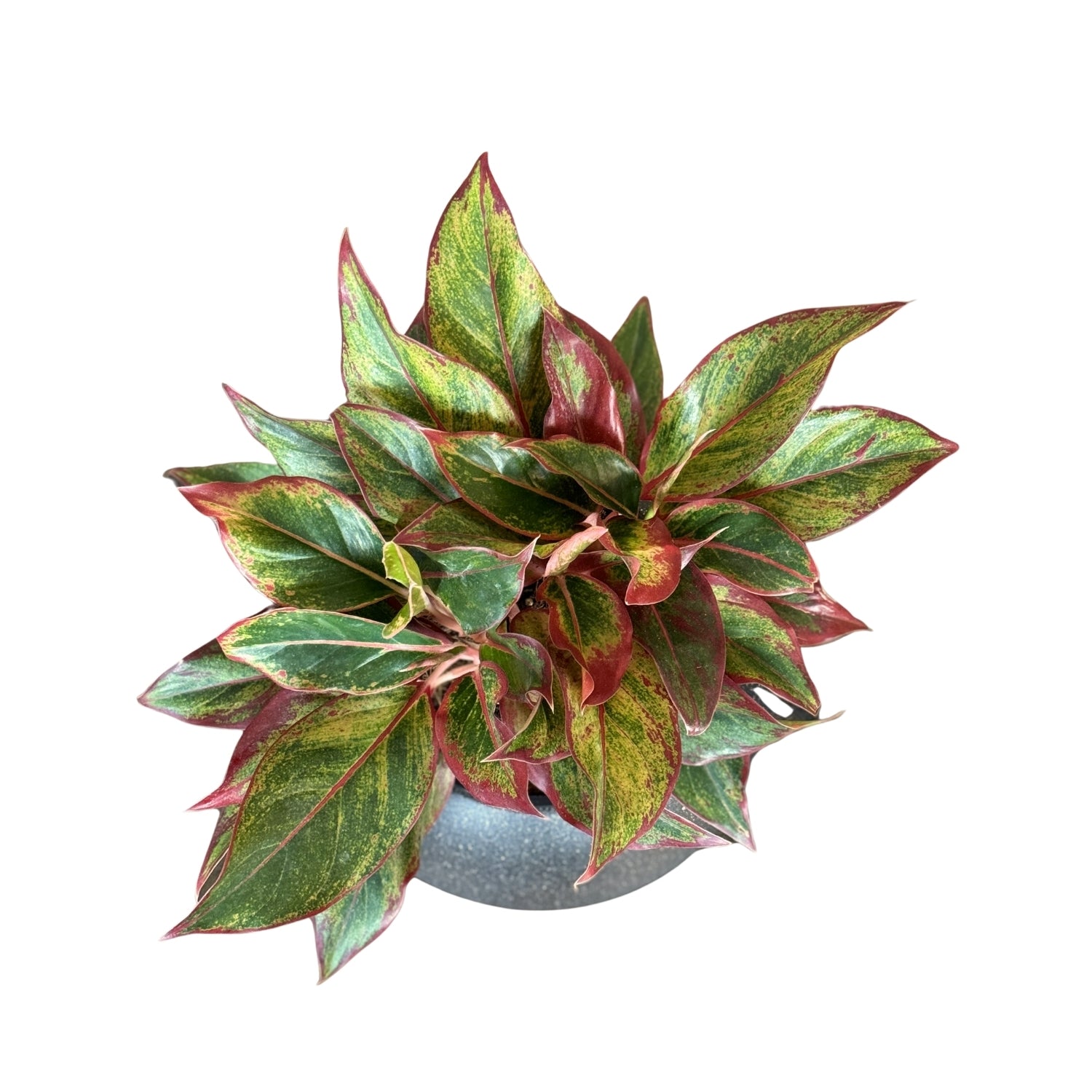 Aglaonema-SB 1028M