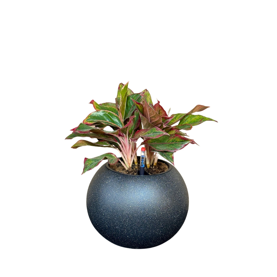 Aglaonema-SB 1028M - Segol