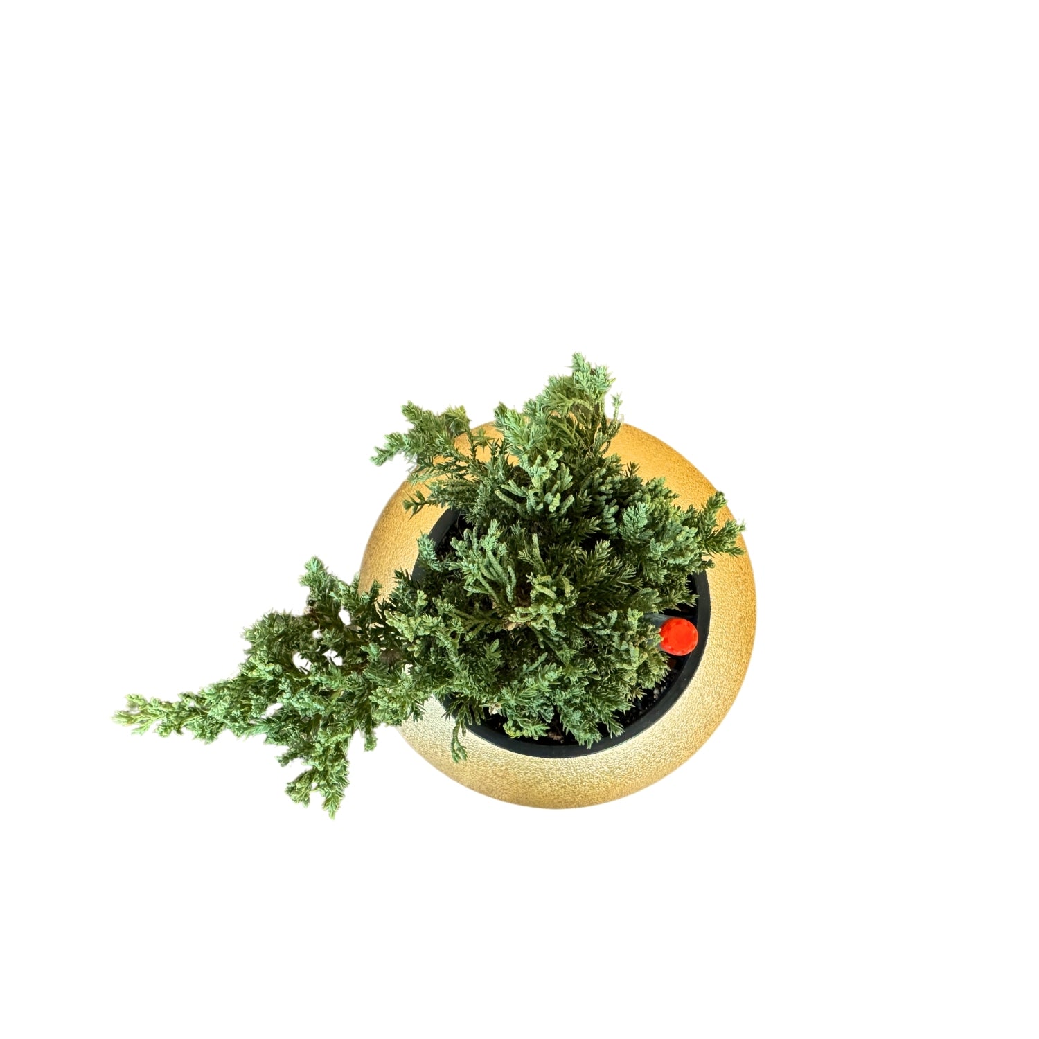 Juniper Bonsai-GL 1028Xs