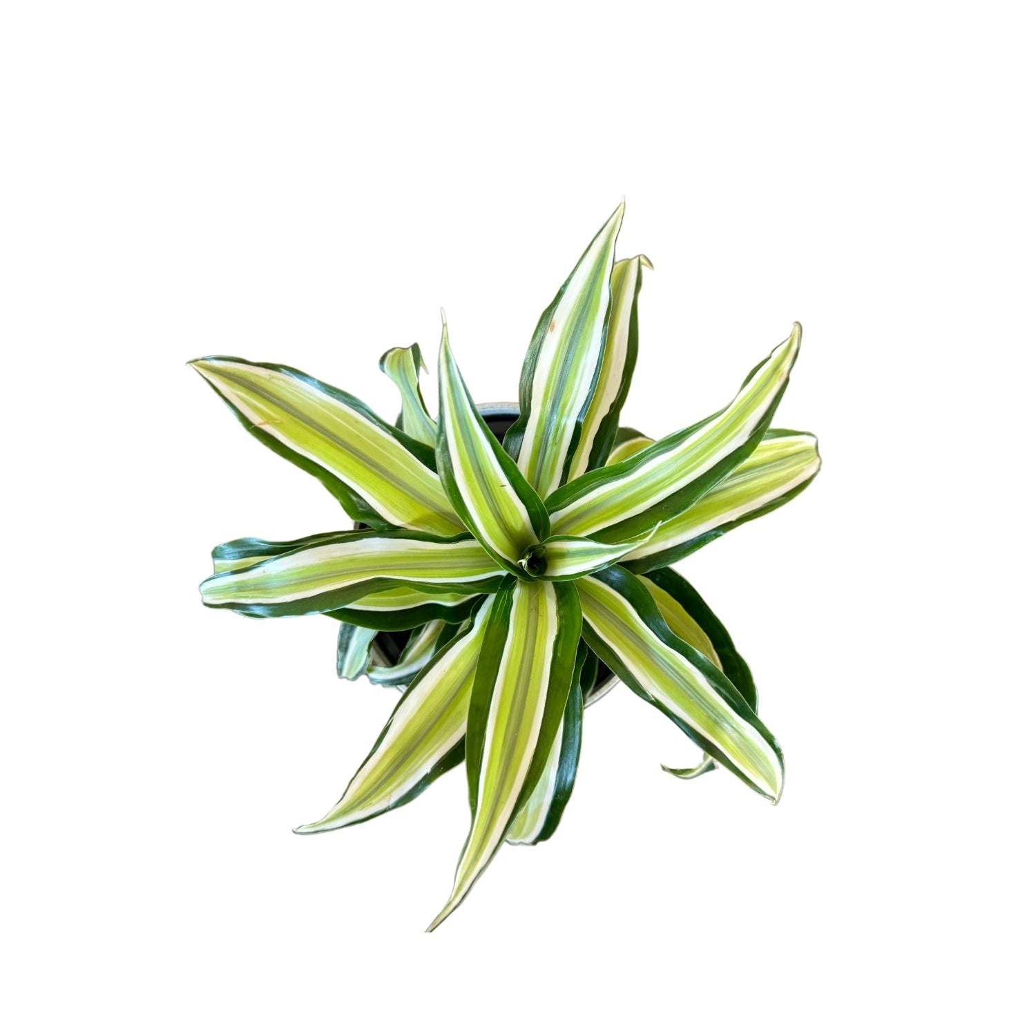 Dracaena, Malaika Lime-SB 1011