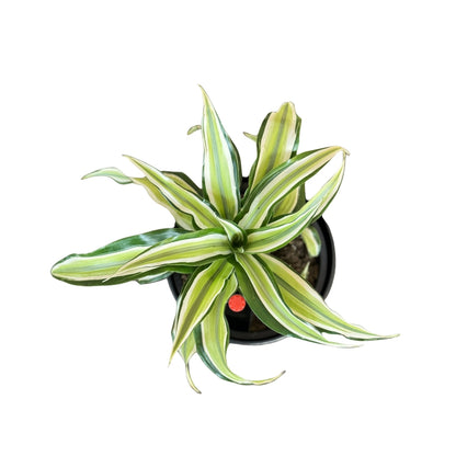 Dracaena, Malaika Lime-BP 1011