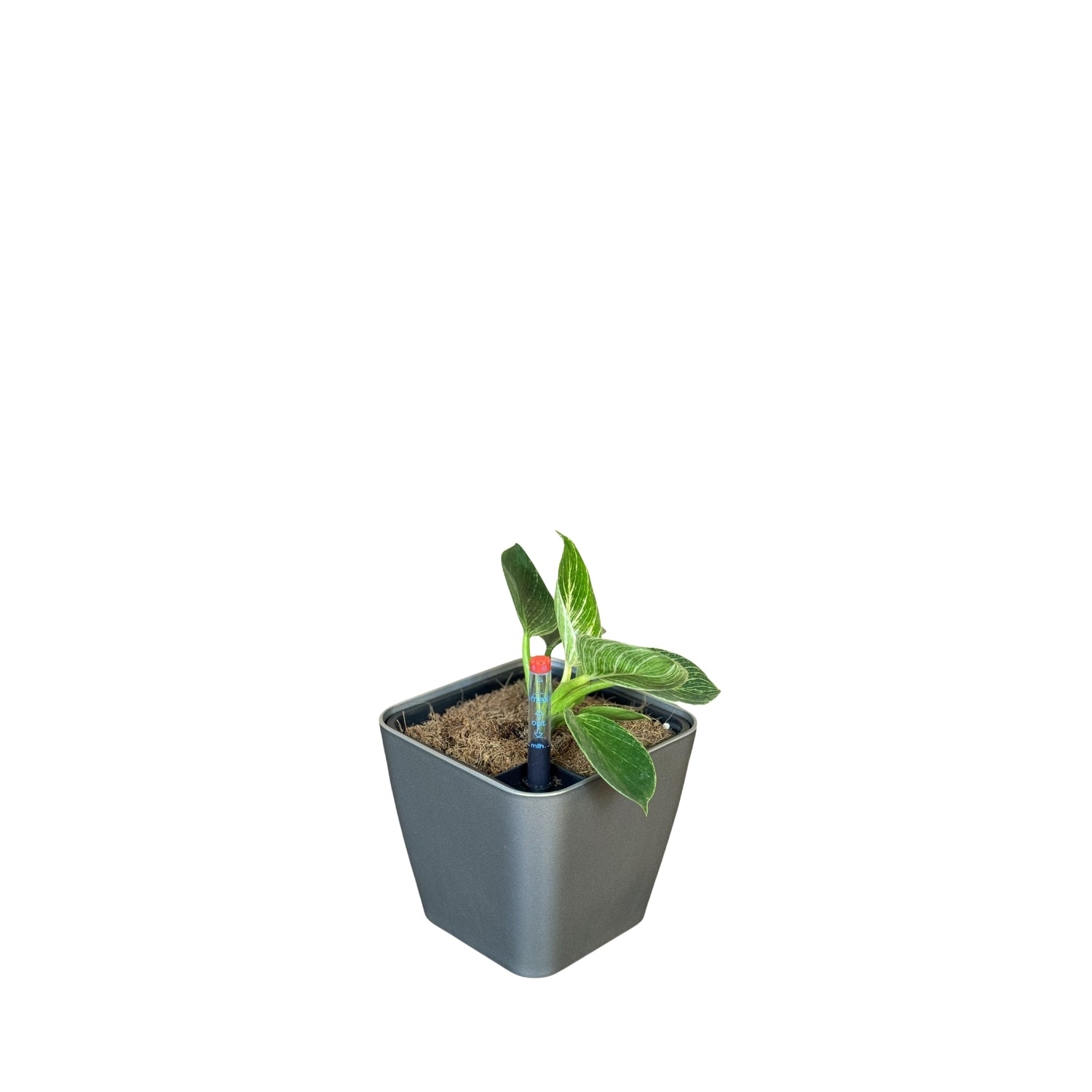 Philodendron, Birkin-GL 1012