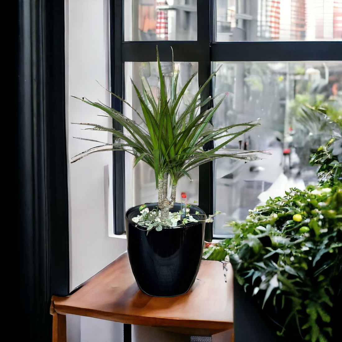 Dracaena, Marginata Branched-GL 1022S - Segol