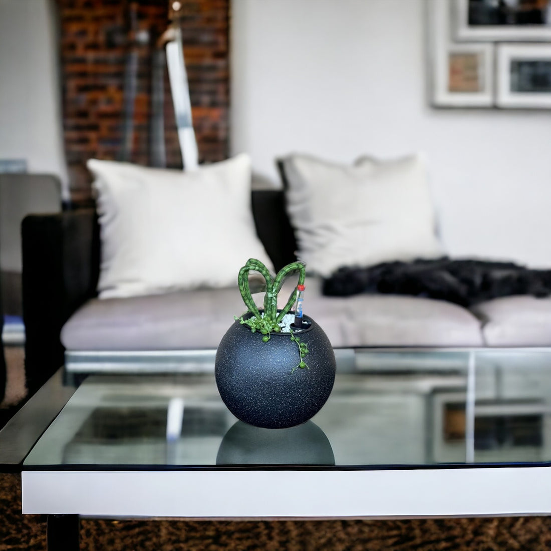 Sansevieria, Hearts-SB 1028Xs - Segol