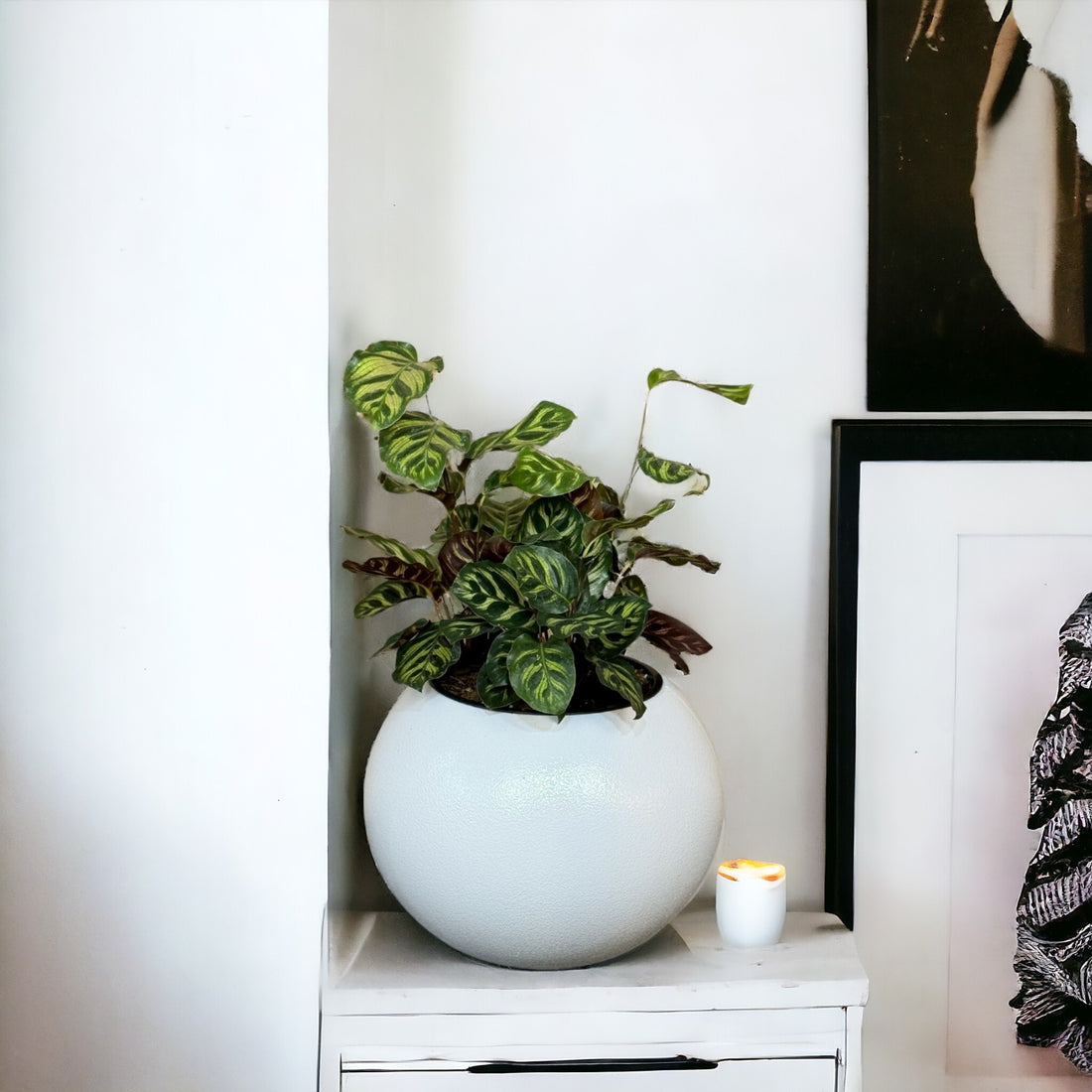 Calathea, Makoyana-GL 1028M - Segol