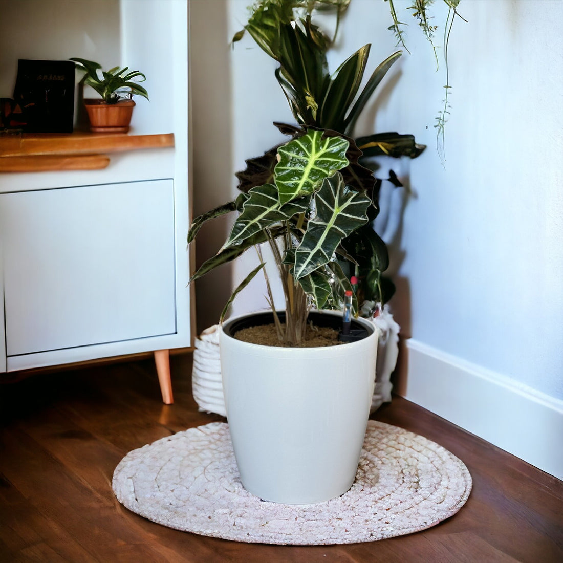 Alocasia-GL 1022M - Segol