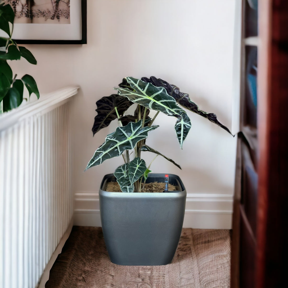 Alocasia-GL 1013M - Segol