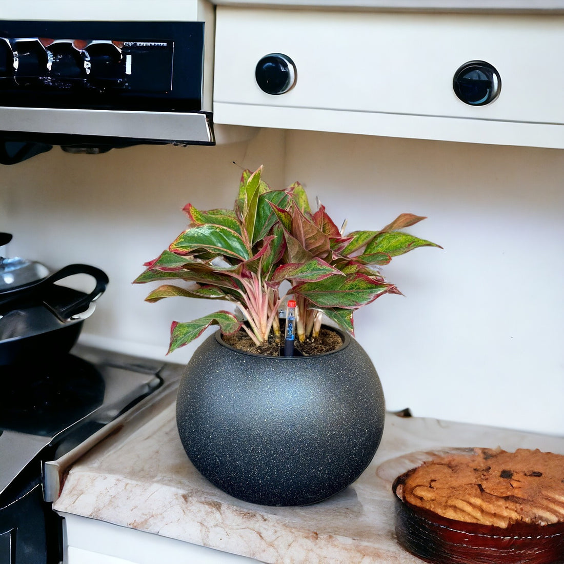 Aglaonema-SB 1028M - Segol