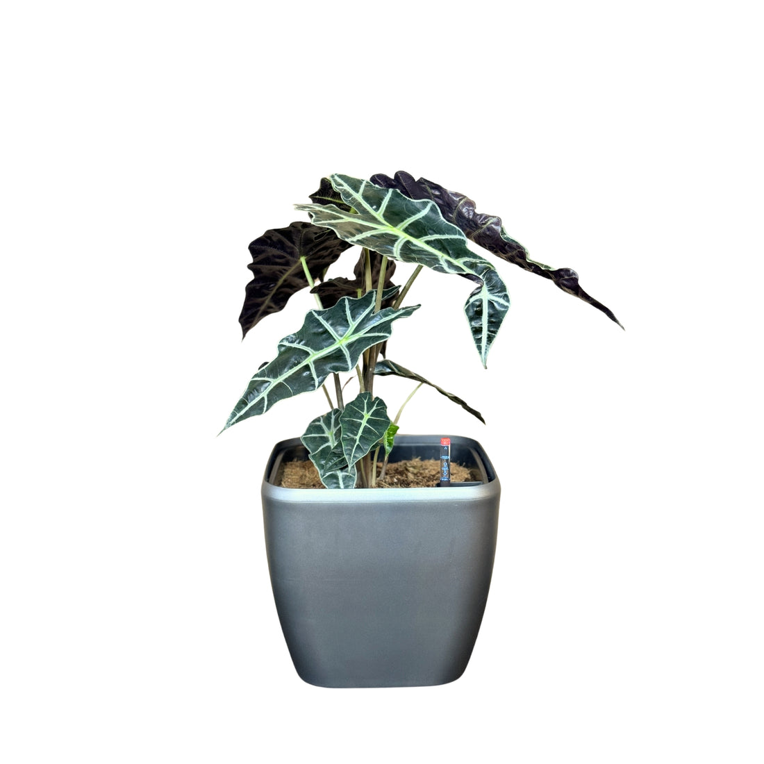 Alocasia-GL 1013M - Segol