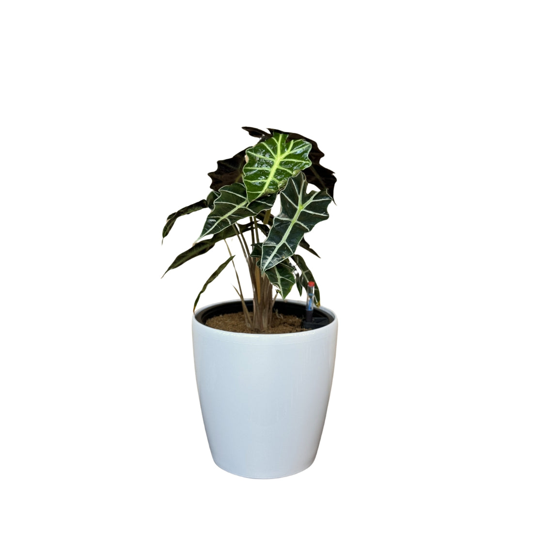 Alocasia-GL 1022M - Segol