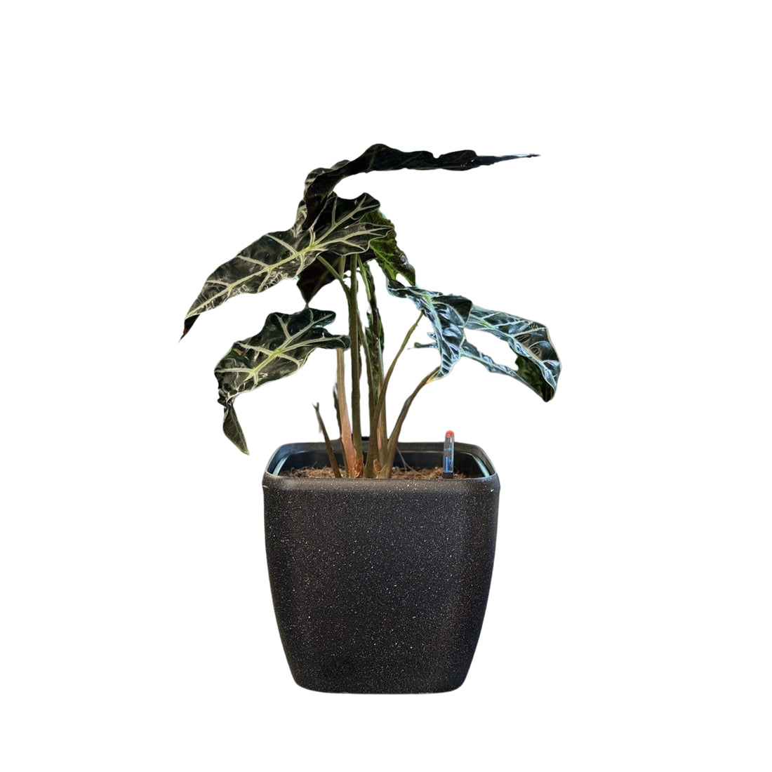 Alocasia-SB 1013M - Segol