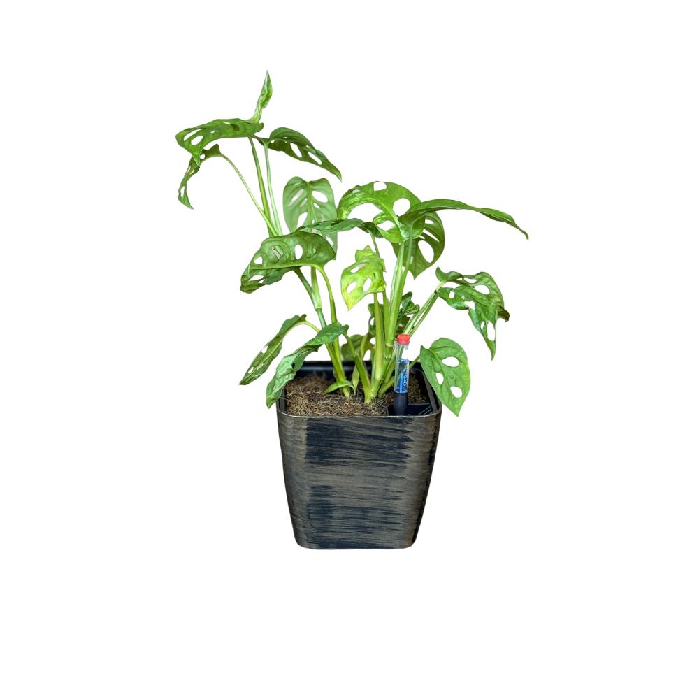 Self-watering silver BP 1012 planter with monstera plant – perfect for indoor greenery
