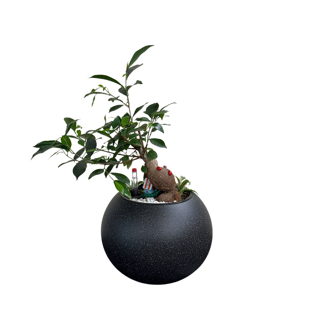 Bonsai-1028M - Segol