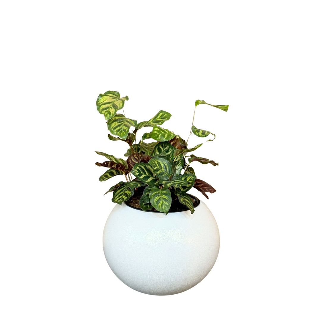 Calathea, Makoyana-GL 1028M - Segol