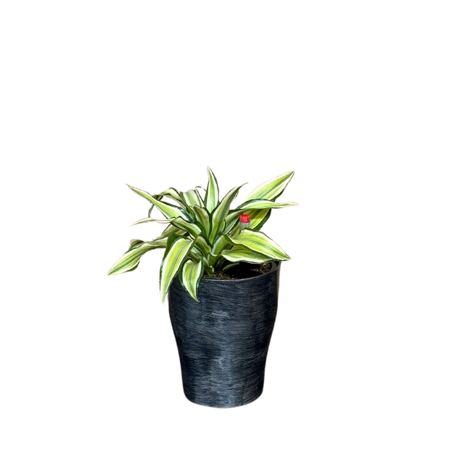 Dracaena, Malaika Lime-BP 1011