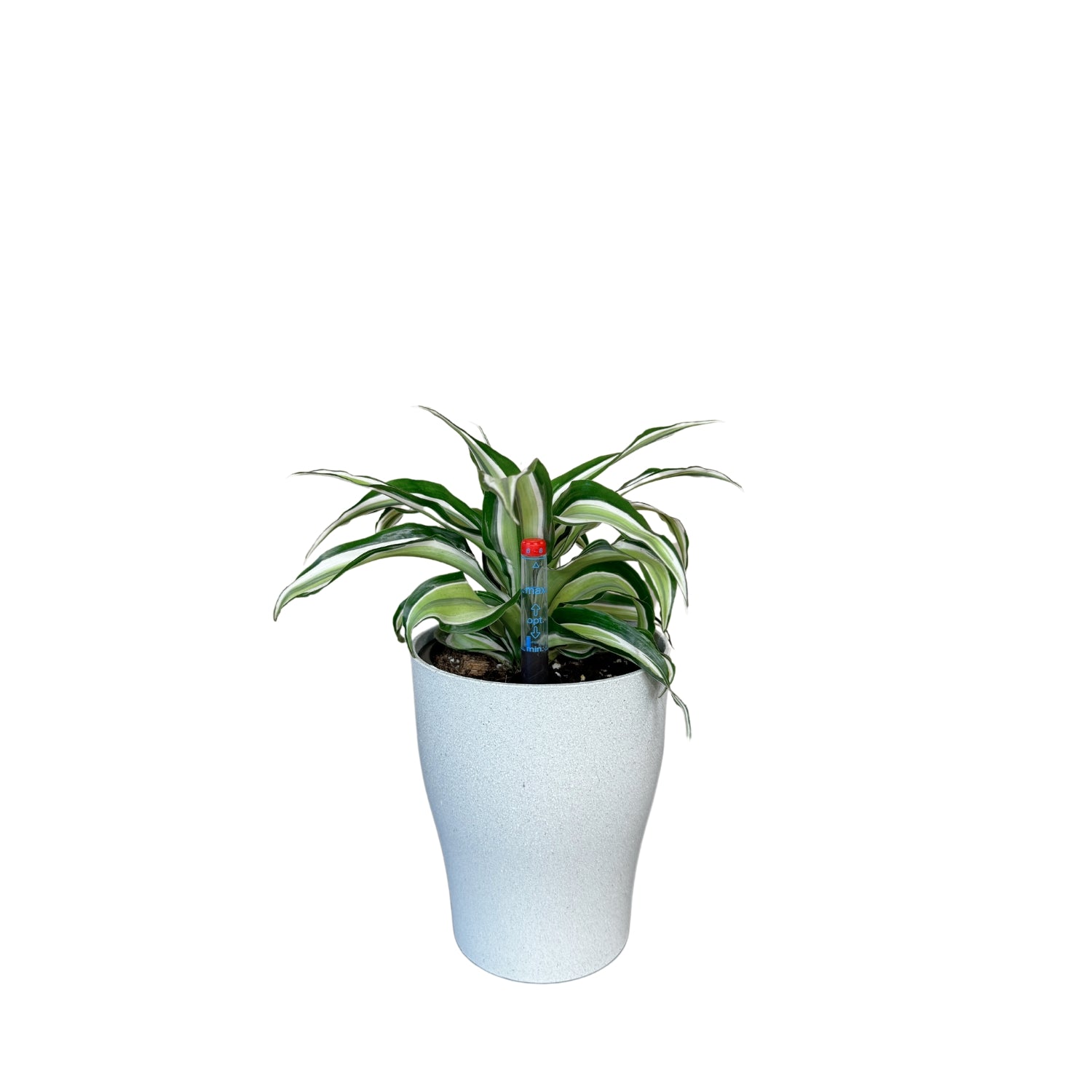 Dracaena, Malaika Lime-SB 1011