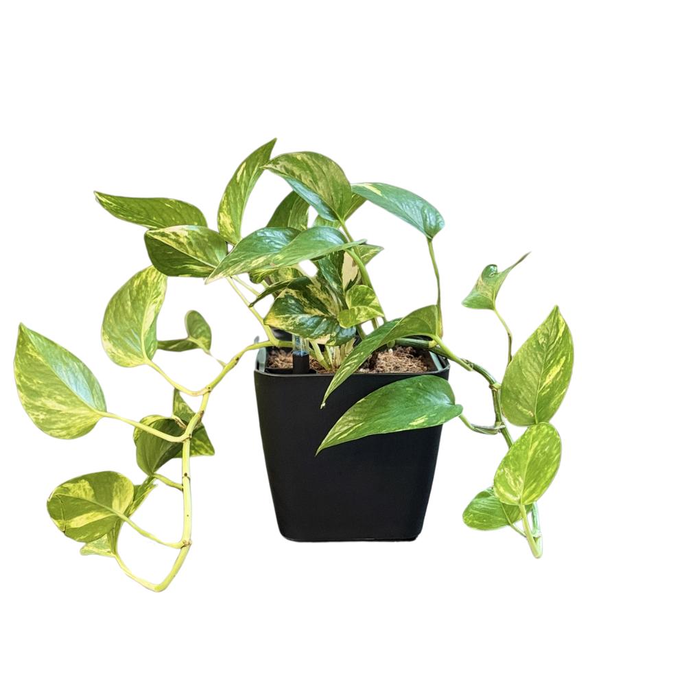 Black glossy square self-watering flower pot with built-in reservoir whit Black glossy square self-watering flower pot with pothos