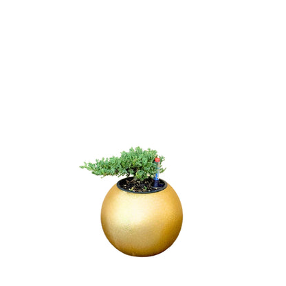 Juniper Bonsai-GL 1028Xs