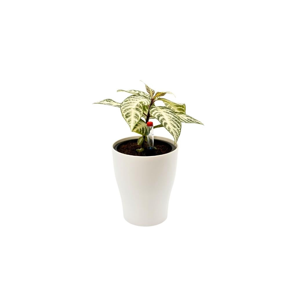 Elegant white matte flower pot with foliage plant and water indicator