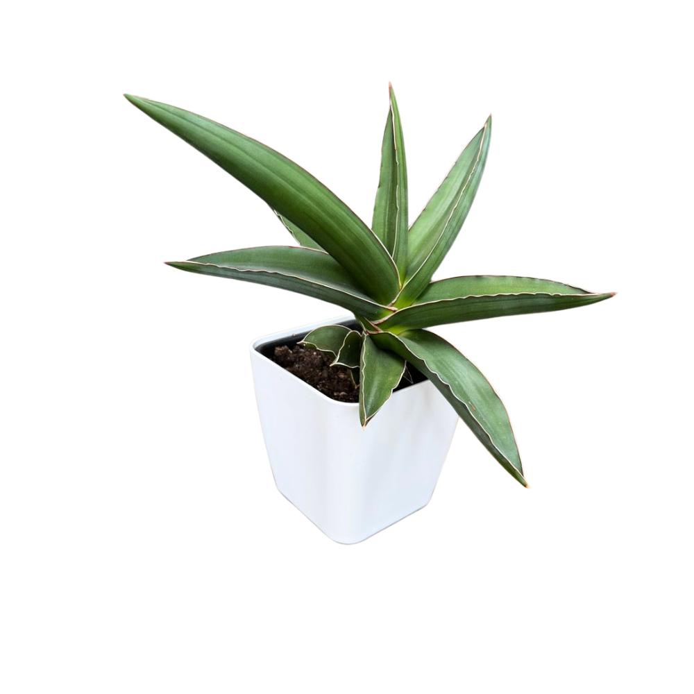 White matte indoor self-watering pot with agave plant, decorative planter