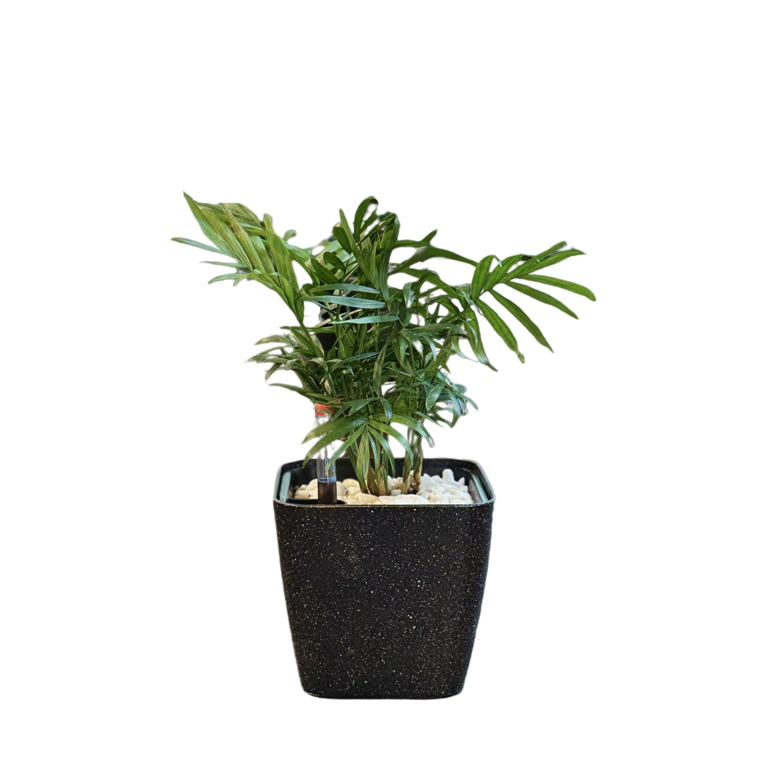 Palm, Parlour-SB 1012 - Segol