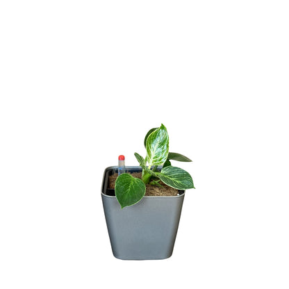 Philodendron, Birkin-GL 1012