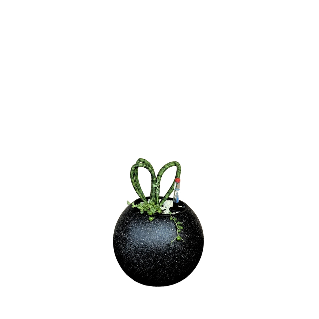 Sansevieria, Hearts-SB 1028Xs - Segol