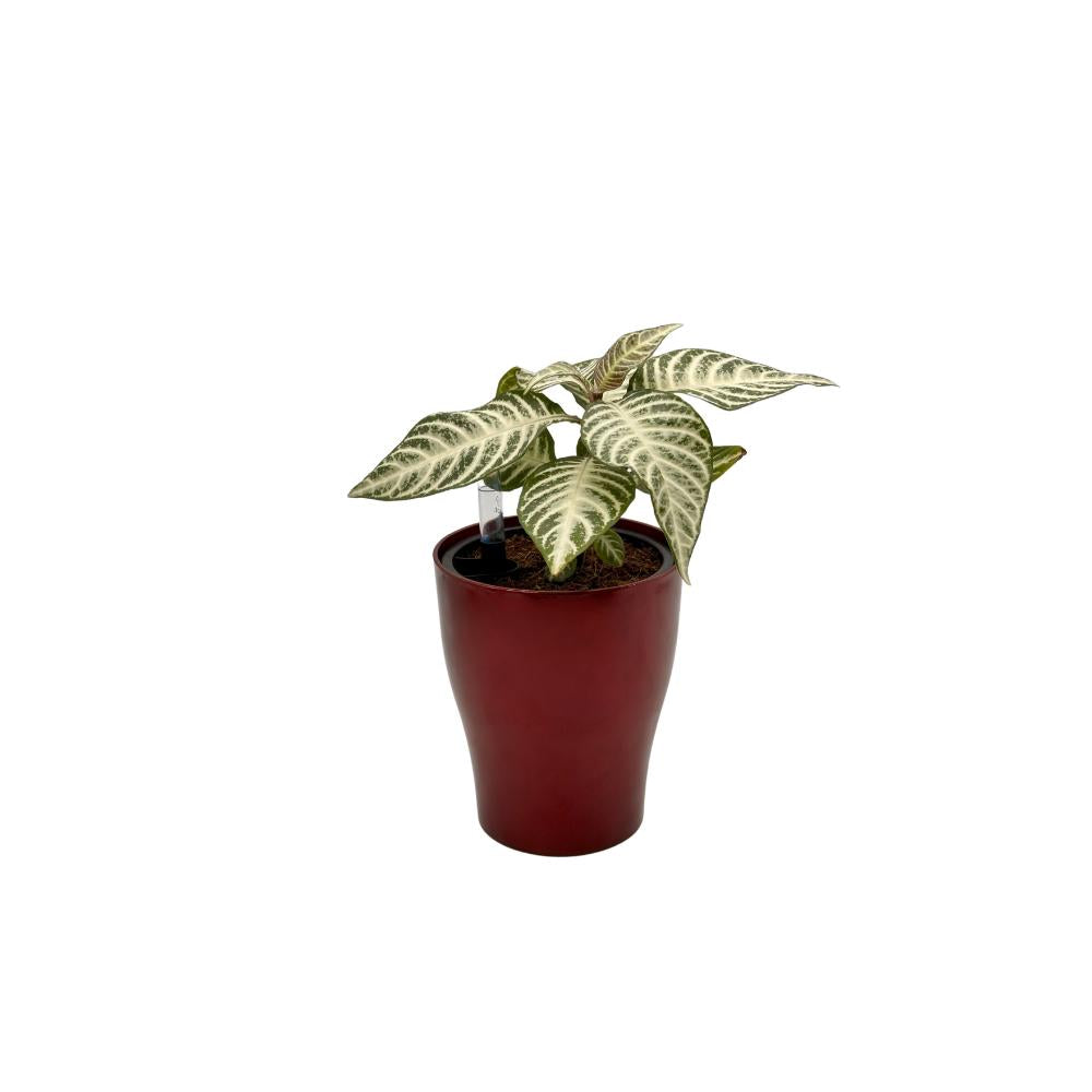 Wine red self-watering planter with green foliage – glossy indoor plant pot with built-in watering system